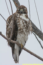 Cooper's hawk